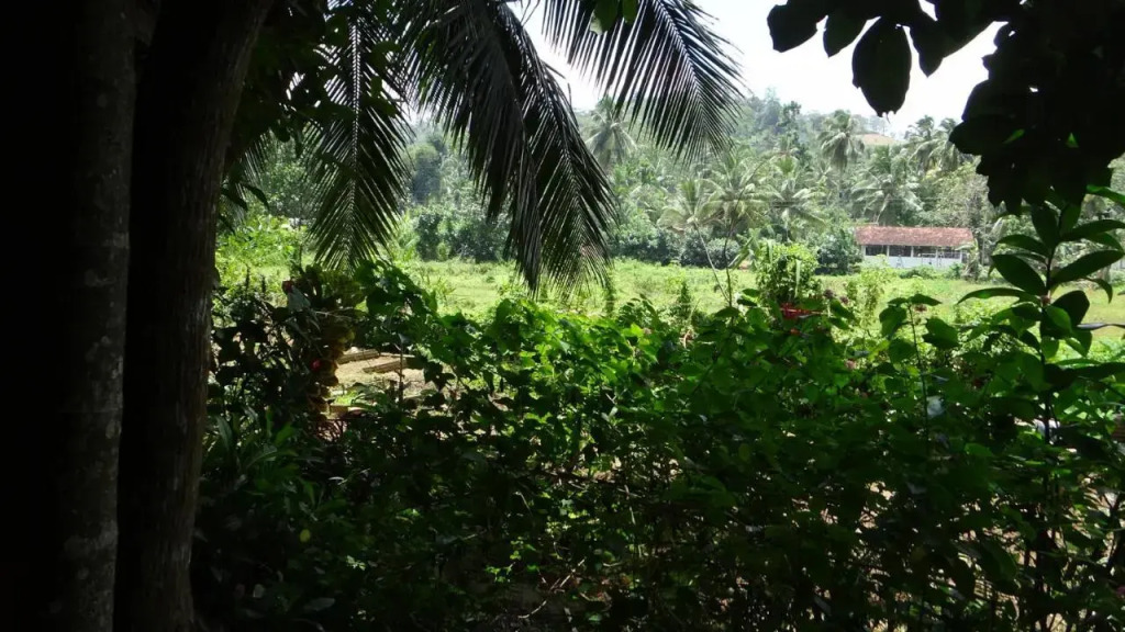 Rural Jungle Backpackers Hostel