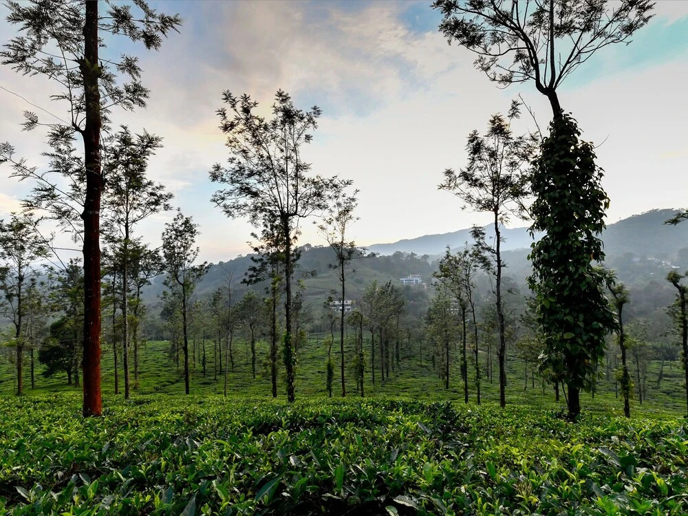 OYO 23547 Home Garden View 2BHK Vythiri