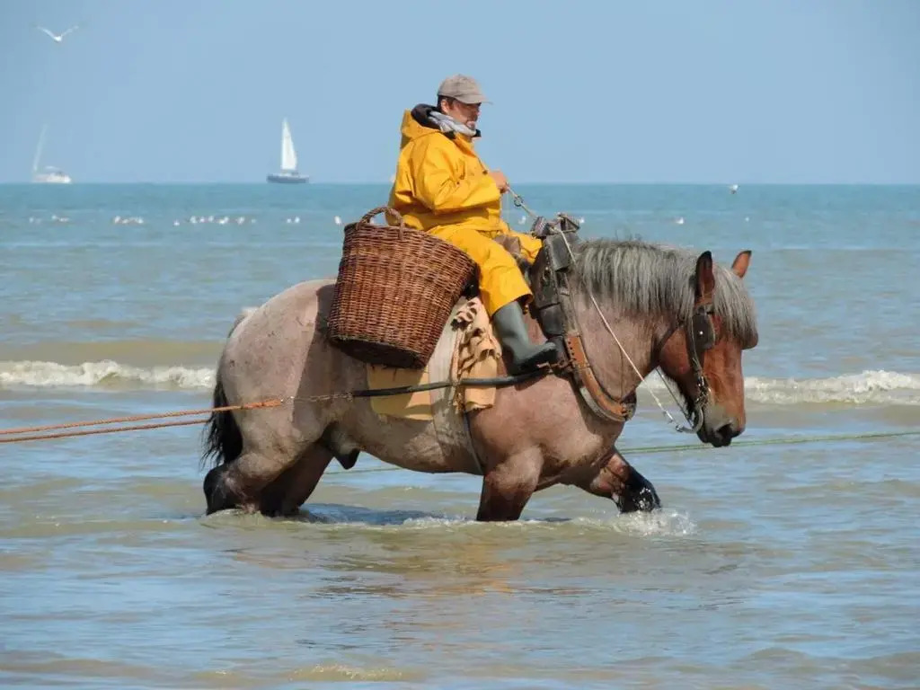 La Bohème Koksijde
