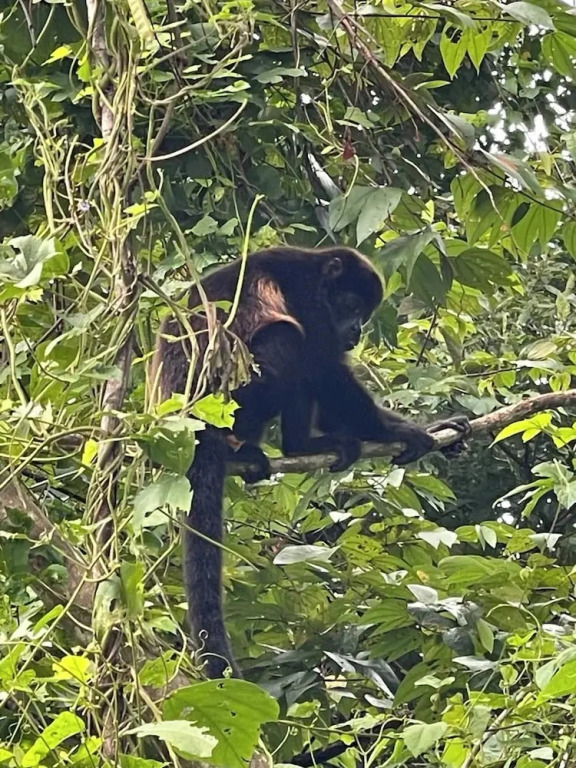 Family Jungle Stay, Minutes to Playa Conchal