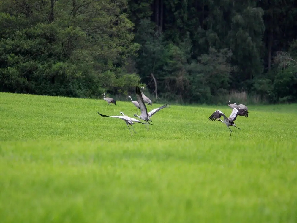 Reihenhaus am Gardersee
