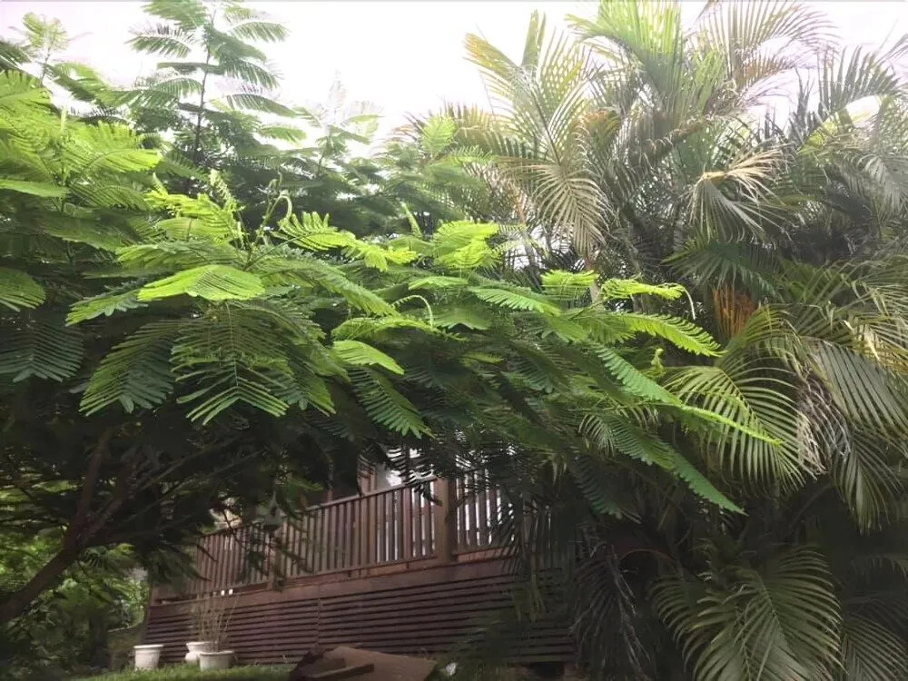 Madalua