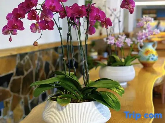 Wanfeng Forest Xihe - Mountain House B&B