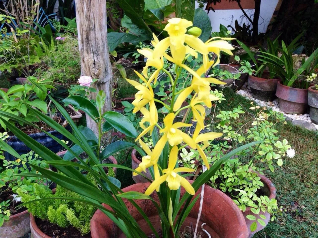 Oslob Garden Stay Beach Resort