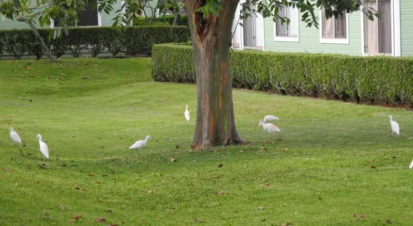 Shirleys Townhouse in Mililani