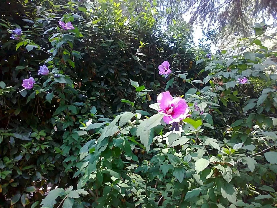 B&B Appia Felis