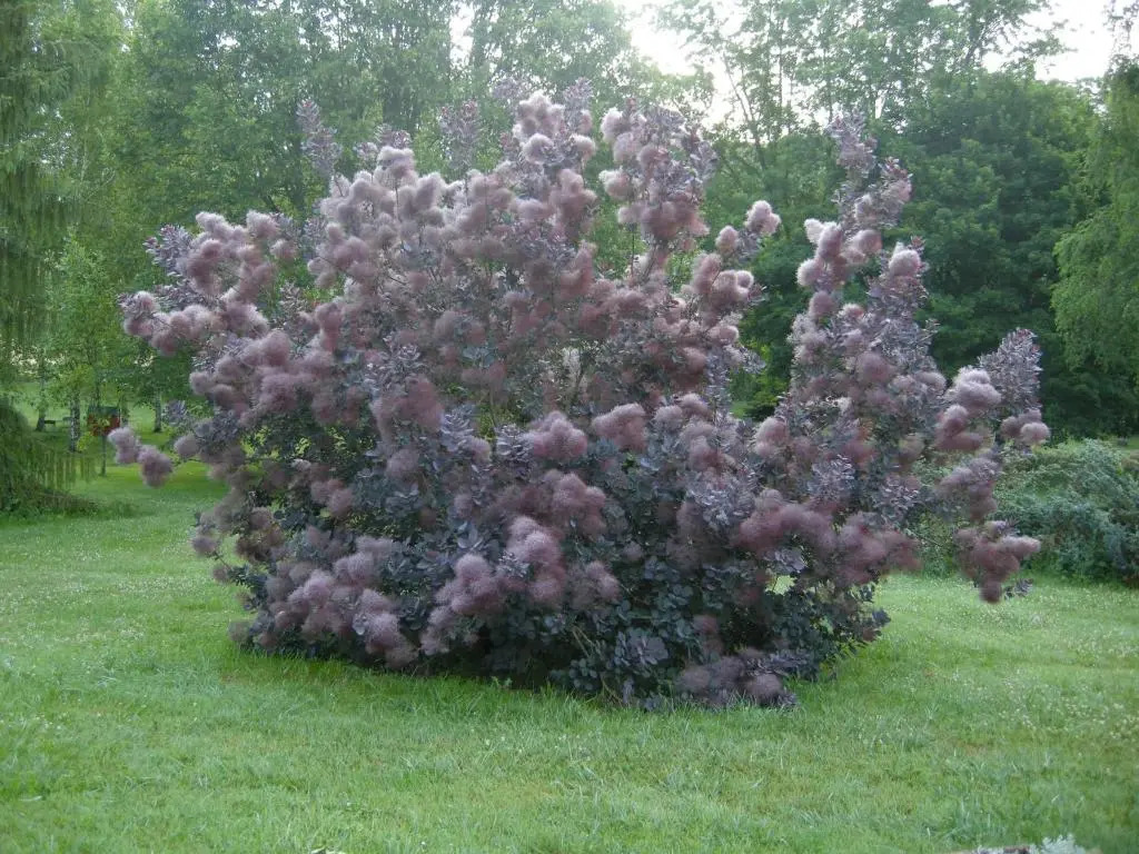 Le Grand Pré