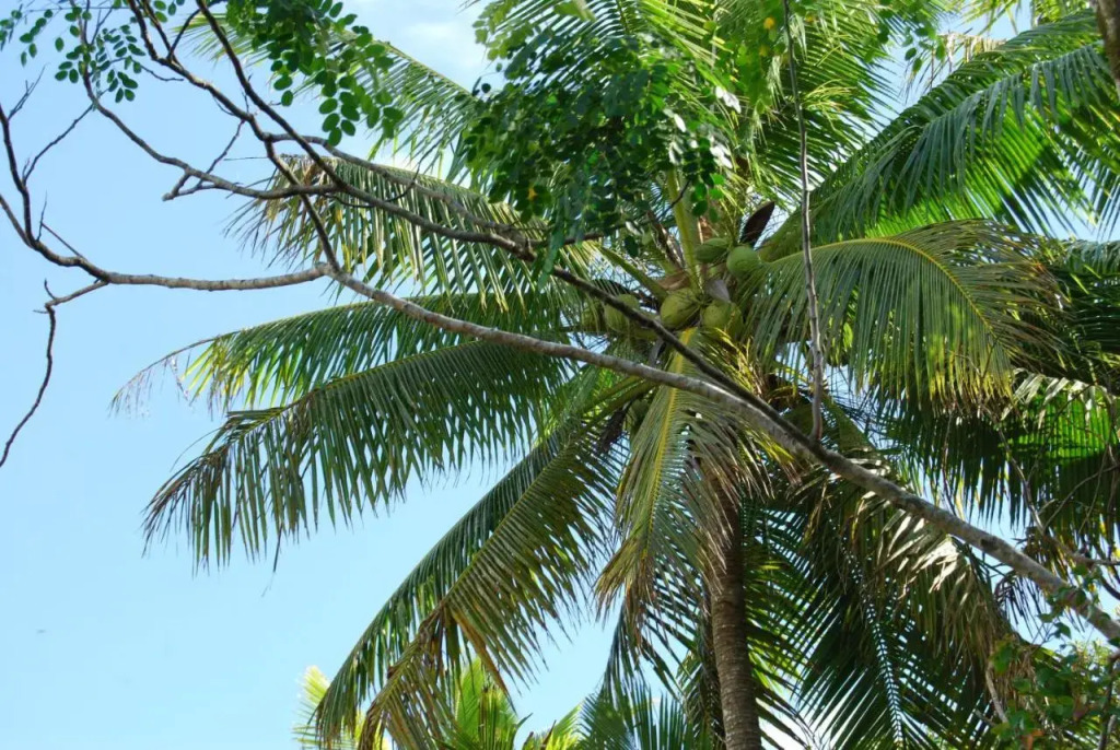 Heleni Jessops Fatahega