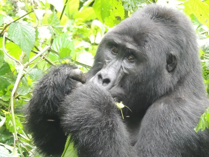 Uganda Lodge