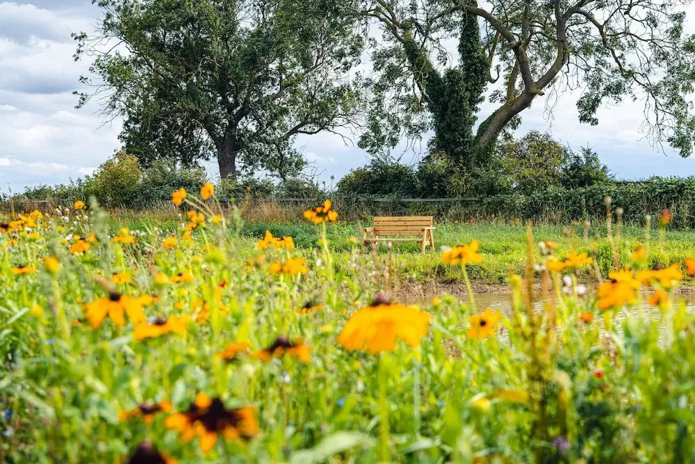 Indrek - Mayflower Meadow