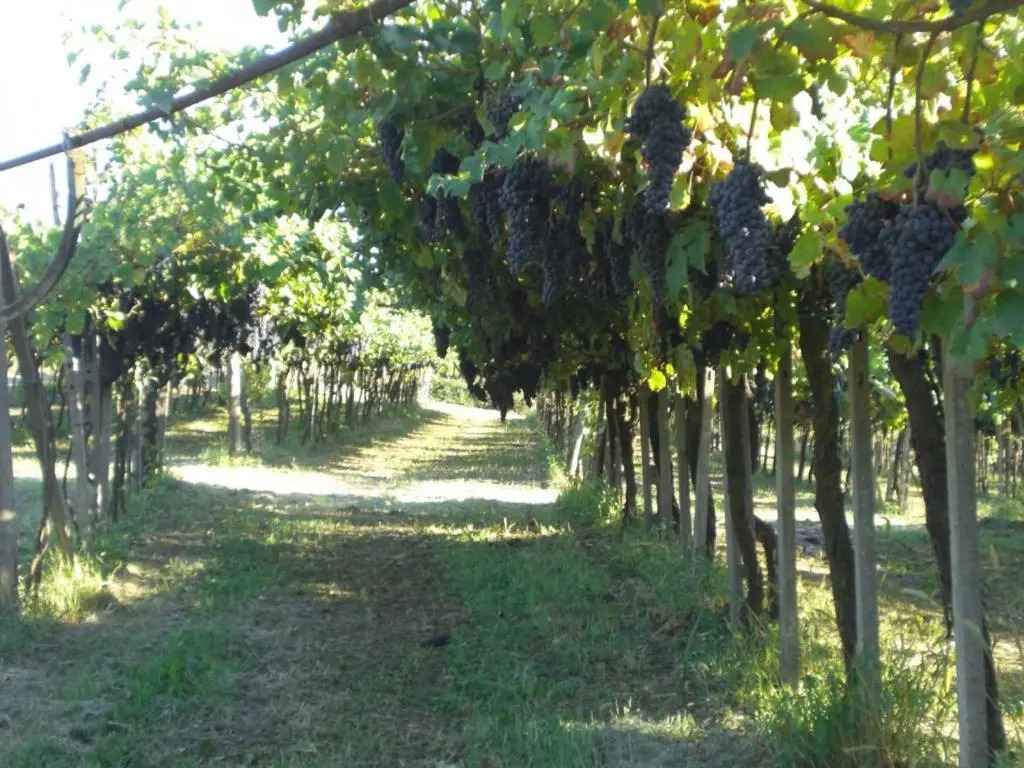 Bed & Breakfast Sforza 19
