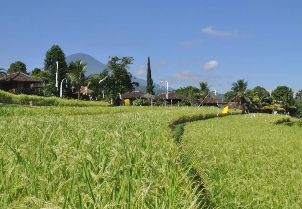 Puri Lumbung Cottages Restaurant & Spa Munduk