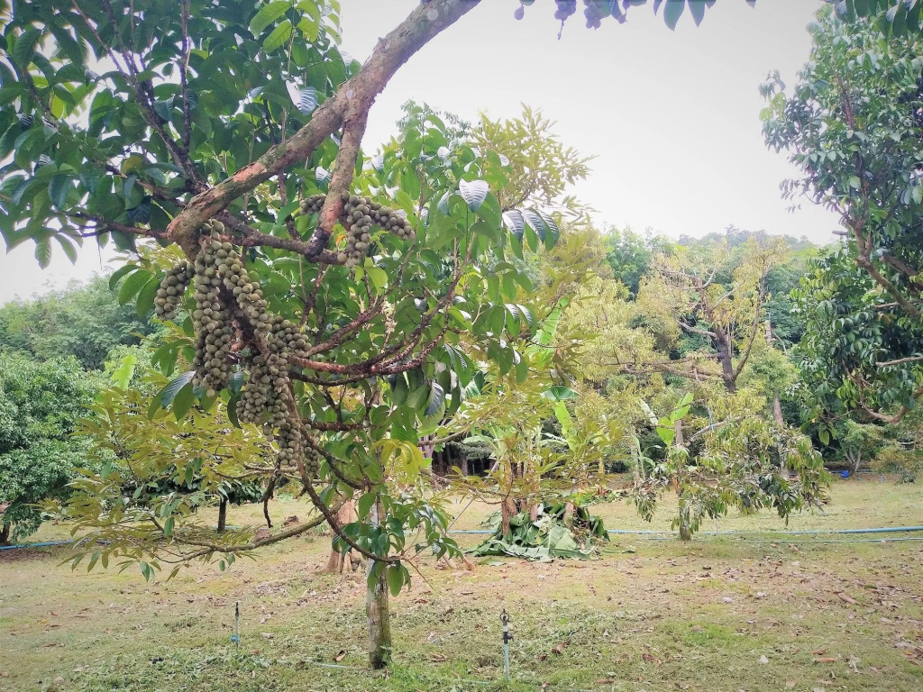 Somphoch Garden