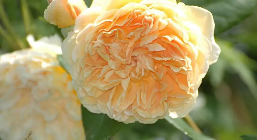 Roses Garden House
