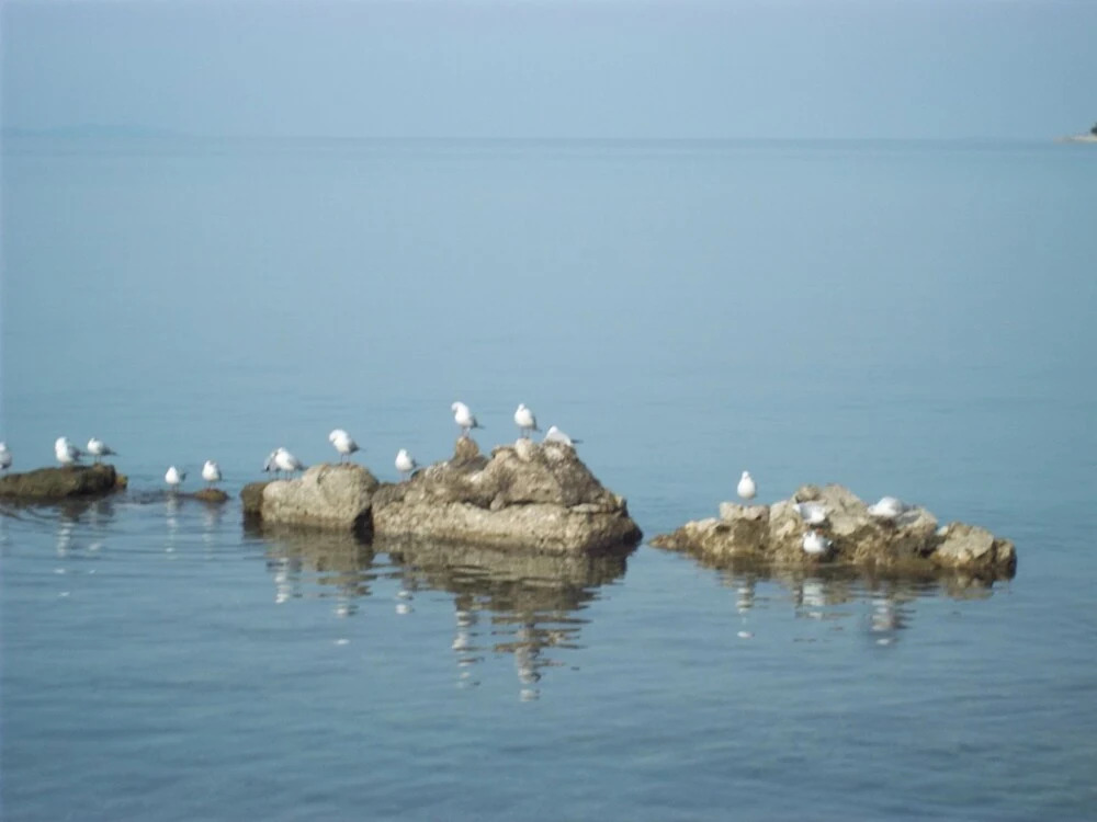 Duskica - Close to the sea - A1