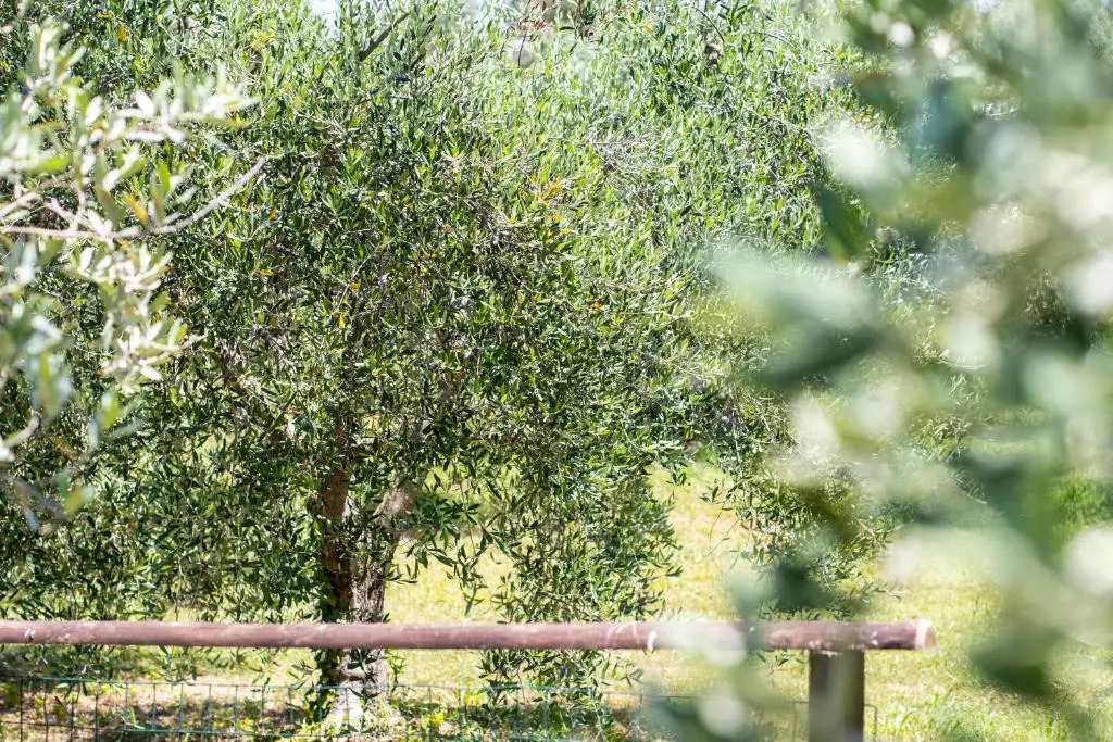 Agriturismo Filettro