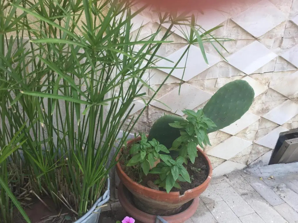 Casa Vacanze Le Rose