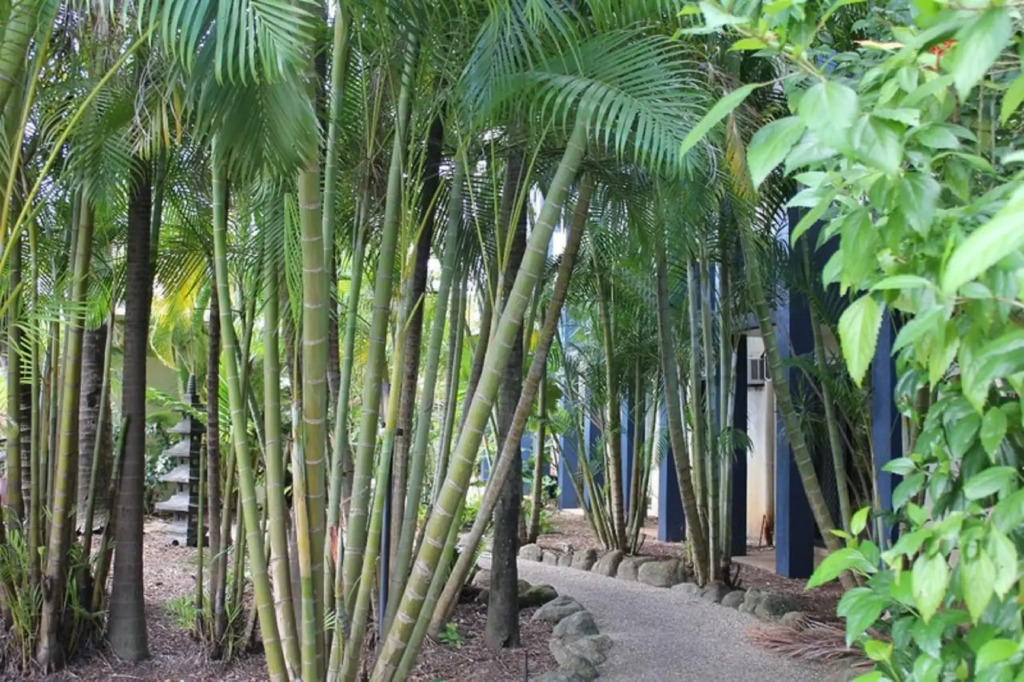 Bohemia Resort Cairns
