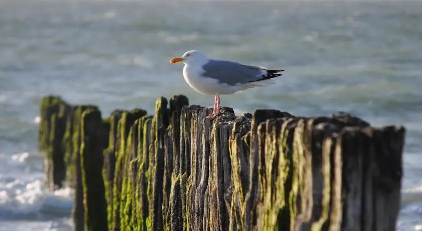 Ancre de Mer