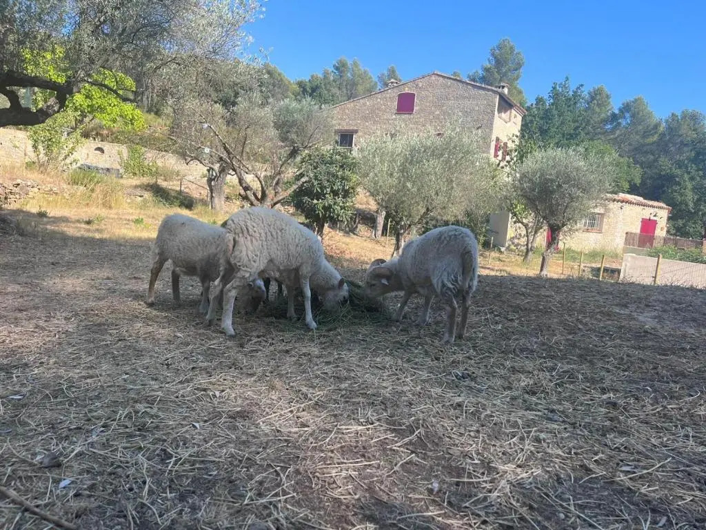 Gites Mas Des Rochers