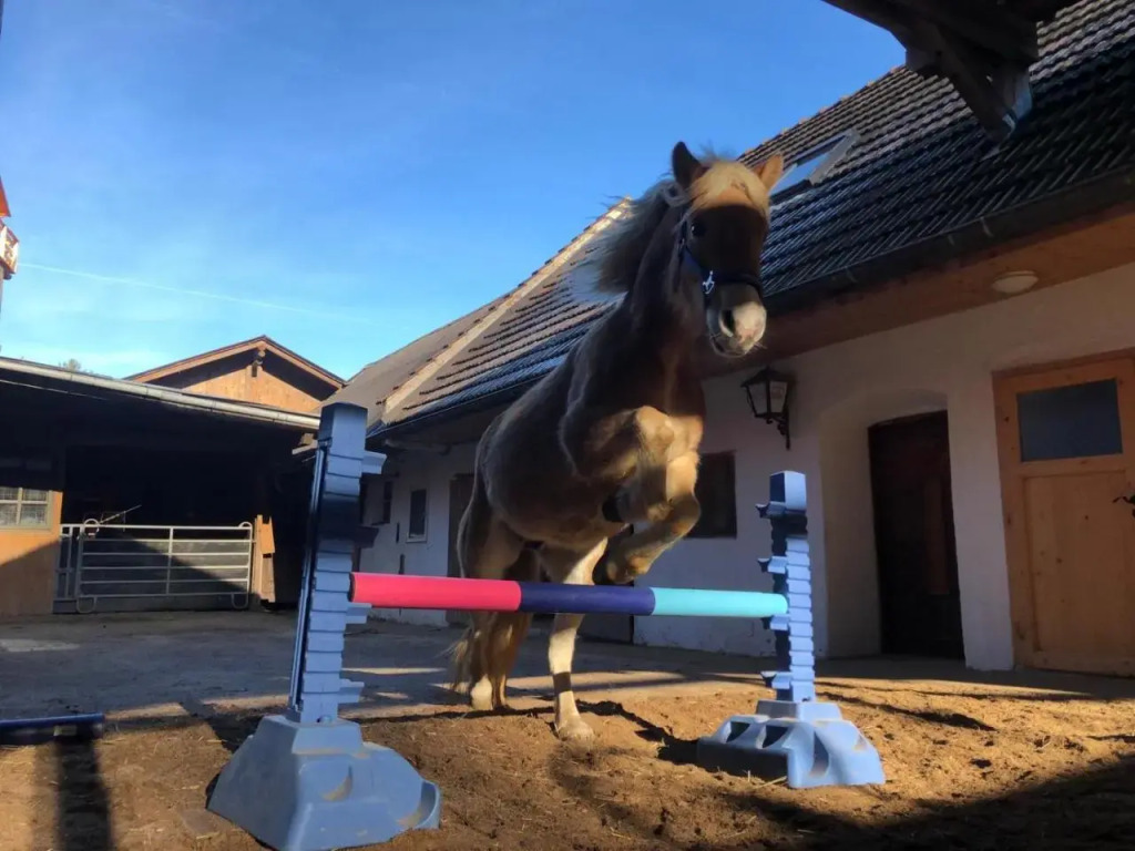 Haflingerhof Luef