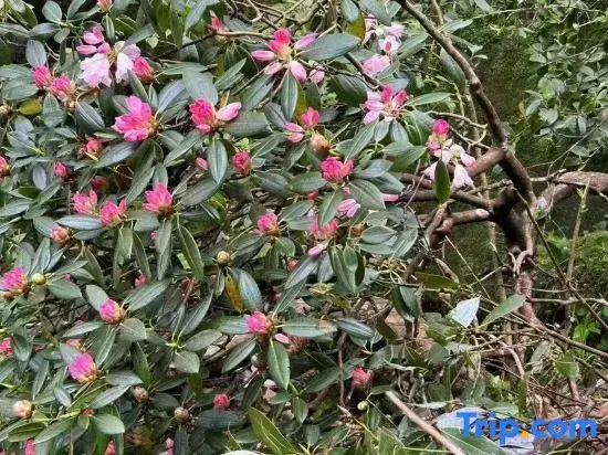 Sanqing Mountain Yueting Mountain Retreat Homestay