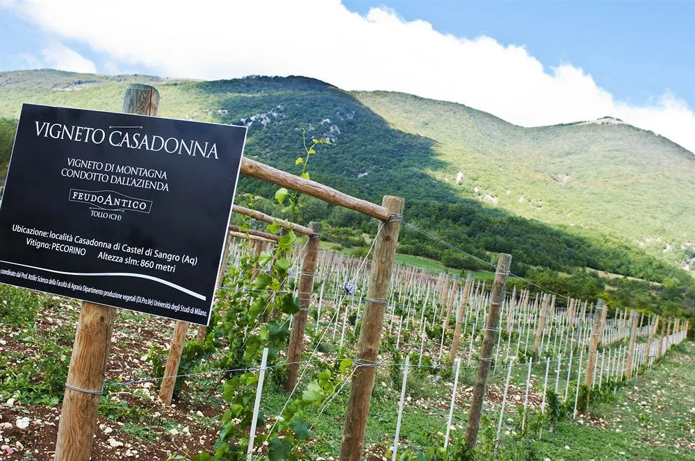 Casadonna Reale