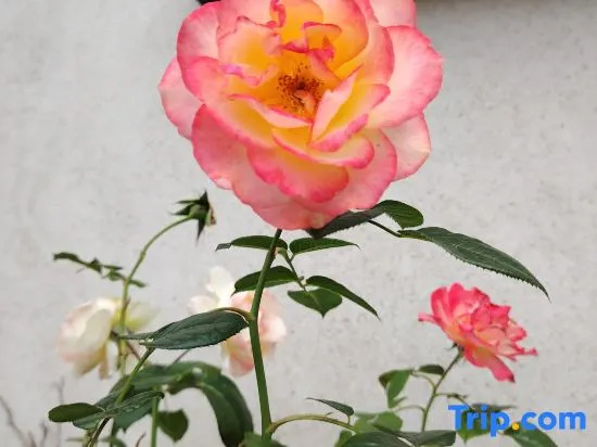 Little Garden