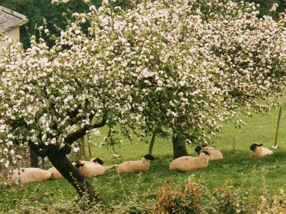 Higher Coombe Farm