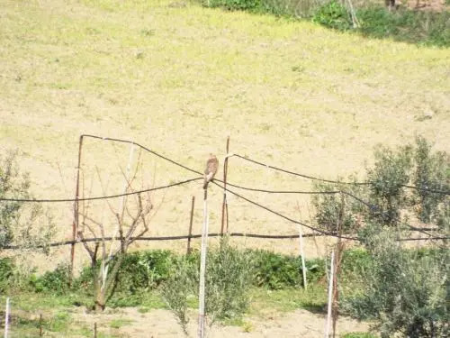La Casa Sarda