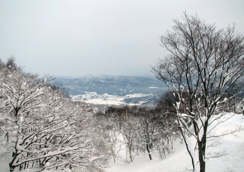 White Rabbit Madarao