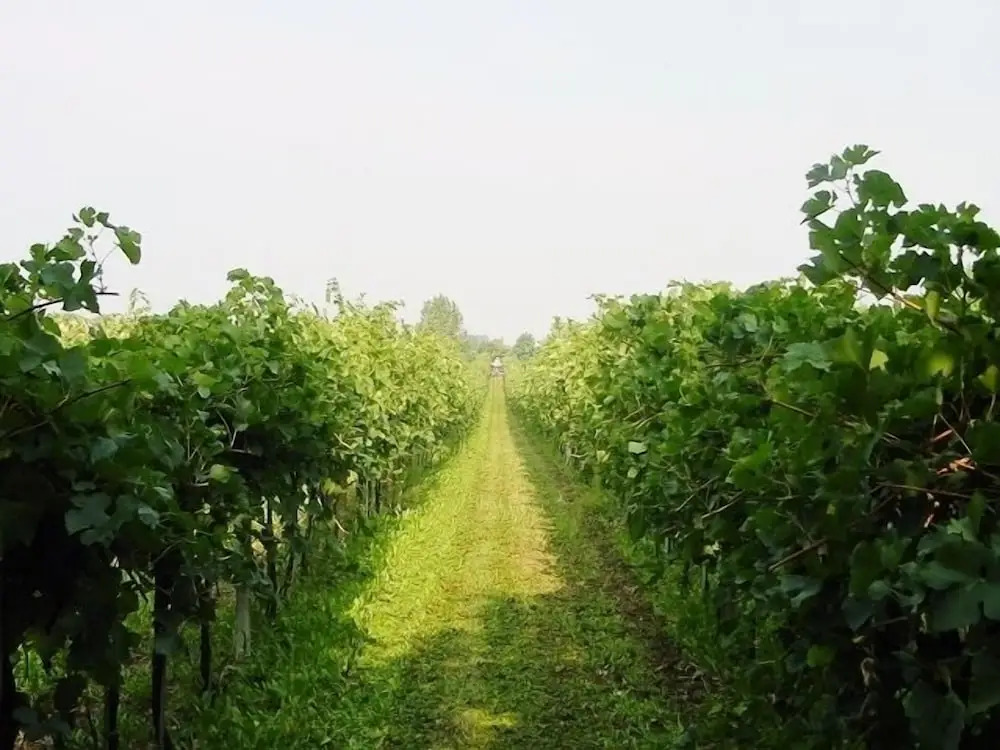 Agriturismo Radaméz