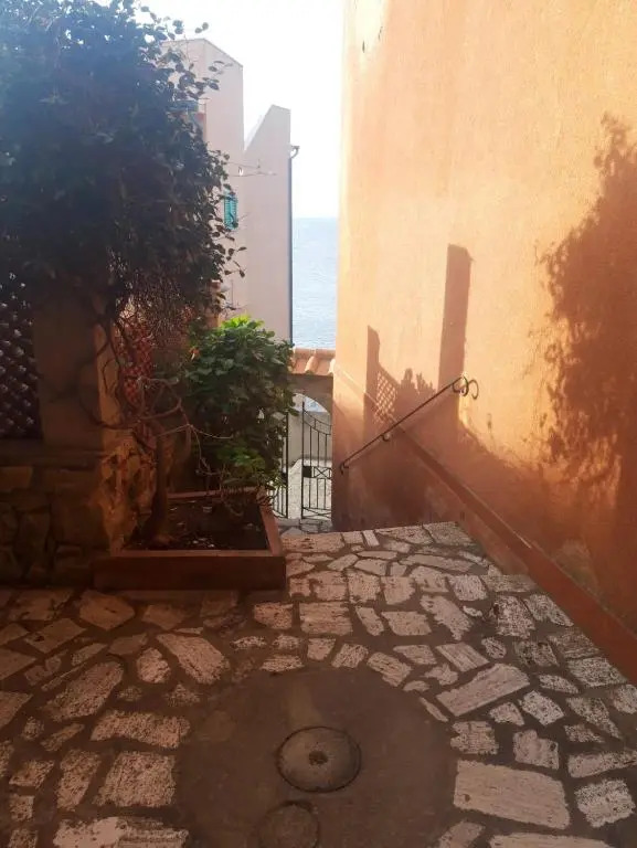 Cotone bilocale 2019