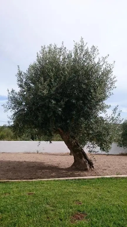 Casa Das Oliveiras