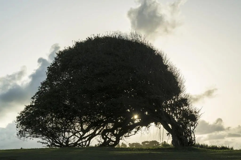Royal Isabela