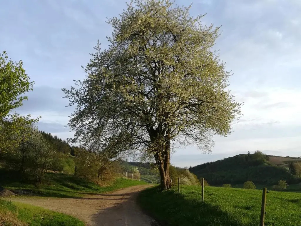 Bauernhofpension Wiebelhaus-Mester