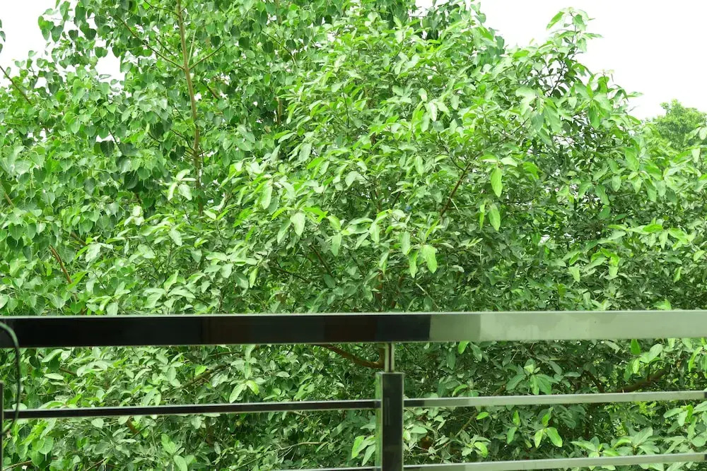 Via Sumangal