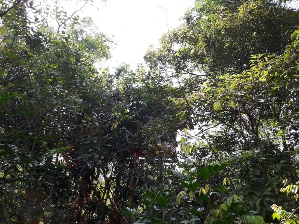 Dambulla Tree House