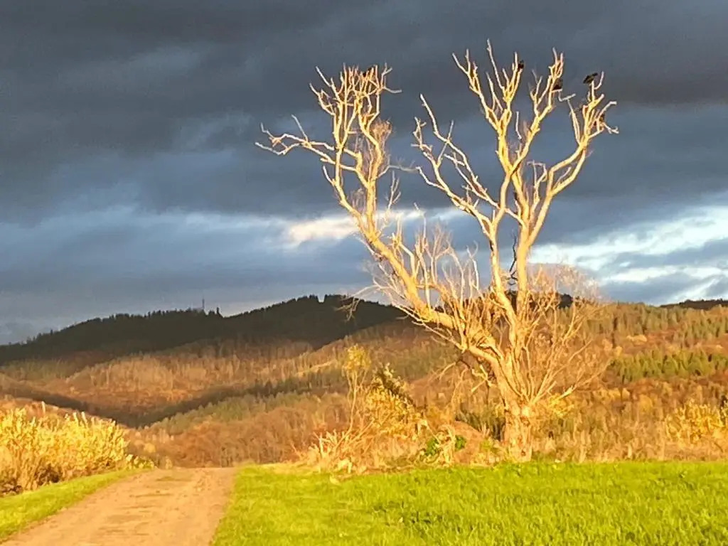 Steinberg-Blick