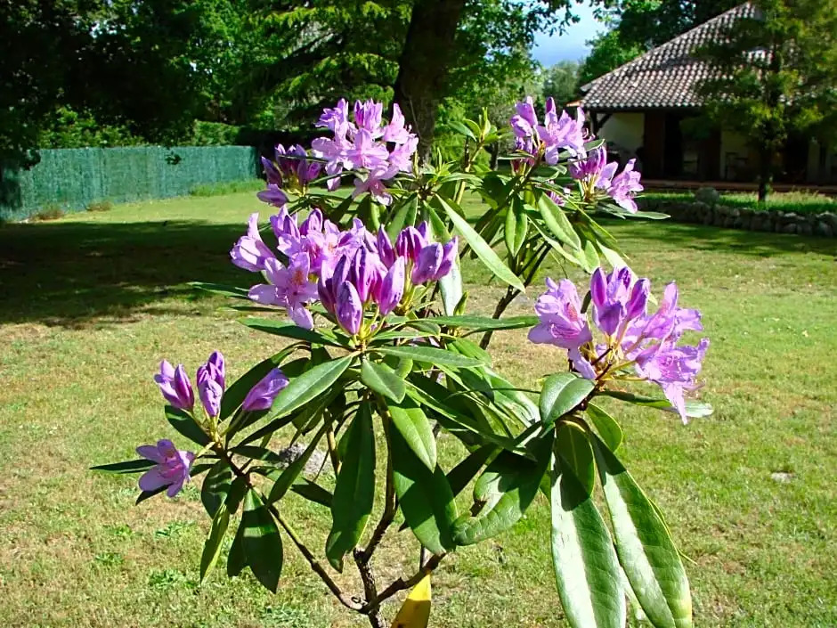 B&B Le Magnolia
