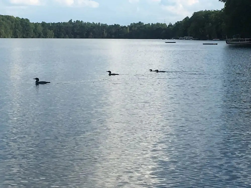 Dixon Lake Resort