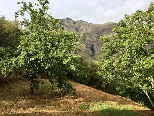 Stark Conde Wine Estate