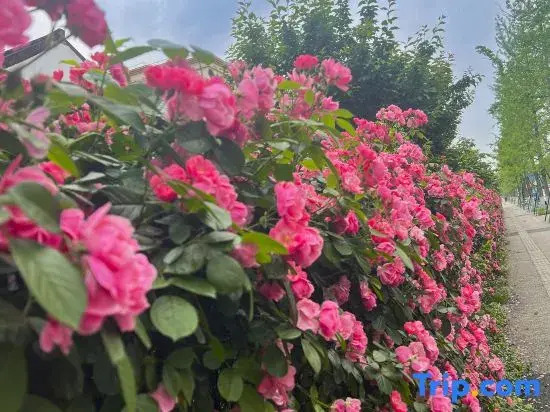 Chang chun Garden Hotel (Chengdu Shuangliu International, Dongsheng Town)