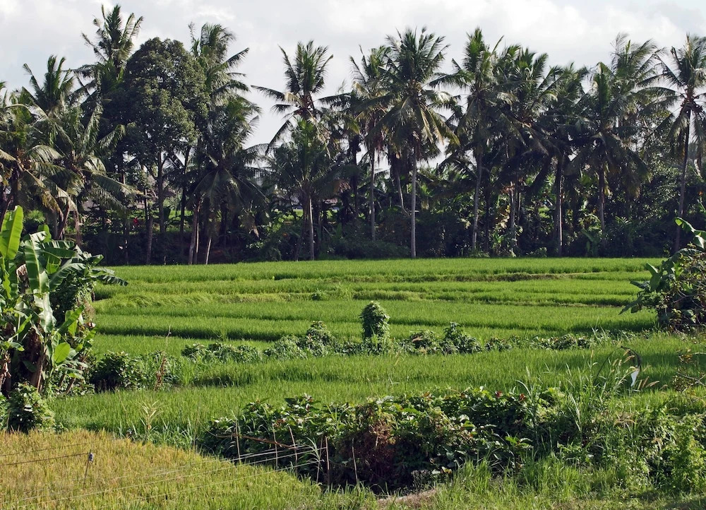ZEN Rooms Jukut Paku Village