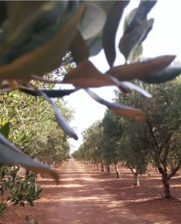 Stunning Quadruple Room in Ancient Masseria Near the sea in a Quiet Olive Trees