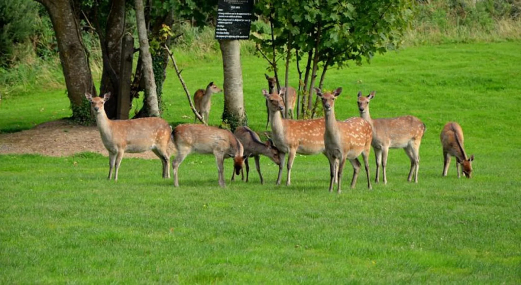 Waterford Castle Hotel & Golf Resort