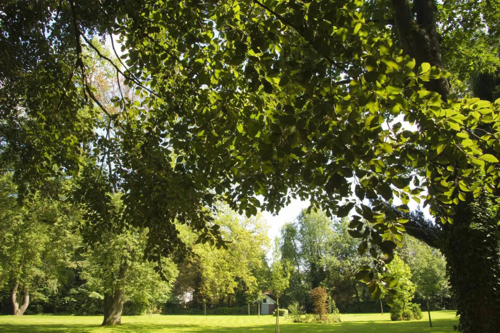 B&B Bloemenweelde