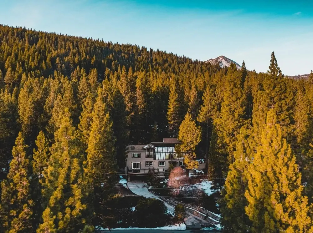 Kelly - Sugar Pine in Incline Village