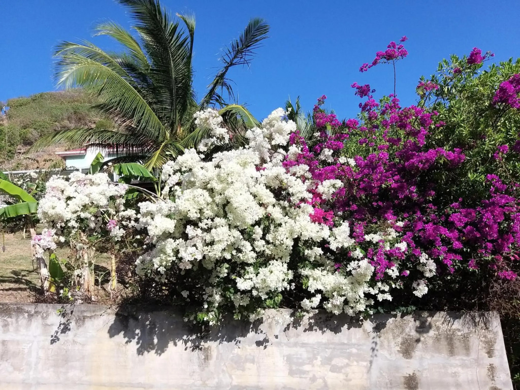 Studio Grande Anse