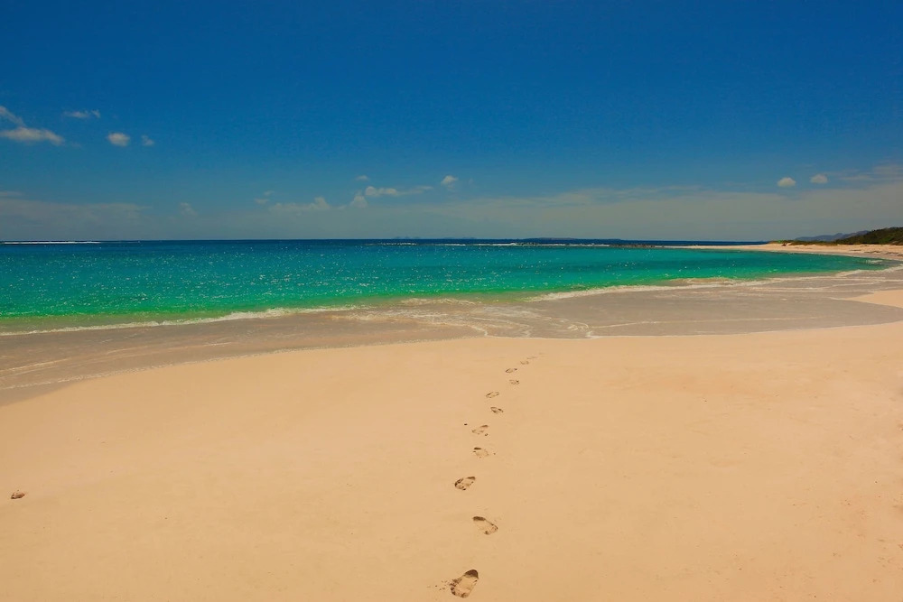 Anguilla's Bird of Paradise